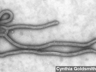 Ebola outbreak poses little threat to U.S.: CDC