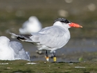 Birds change habitats, signaling climate change