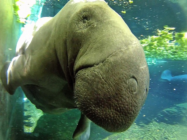 Florida survey spots record number of manatees