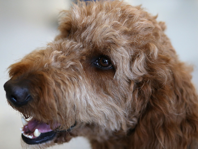 11th annual Woofstock to be held September 24 at Riverwalk in Jenks, Oklahoma