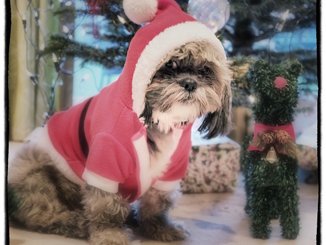 Holiday safety tips for your pet