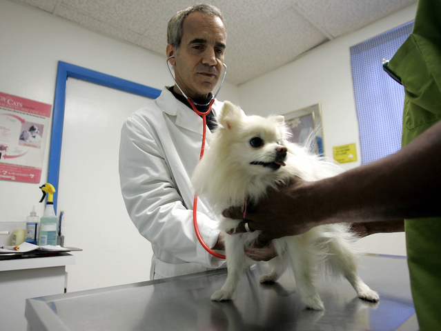 New dog flu strain spreading in parts of U.S.