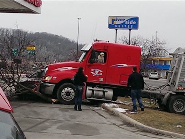 Dog pops up in driver's seat when semi crashes