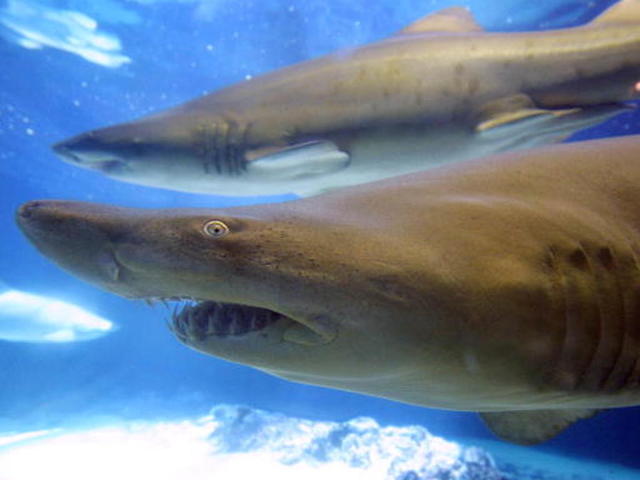 Shark bites swimmer, takes ride to the hospital