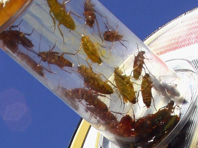 Washington man tries to kill cockroaches with flamethrower, sets fire to apartment