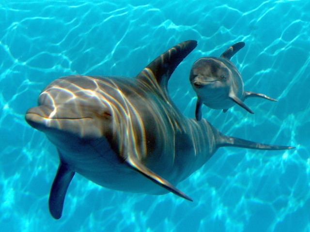 Baby dolphin dies after crowd of beachgoers pulls it from water