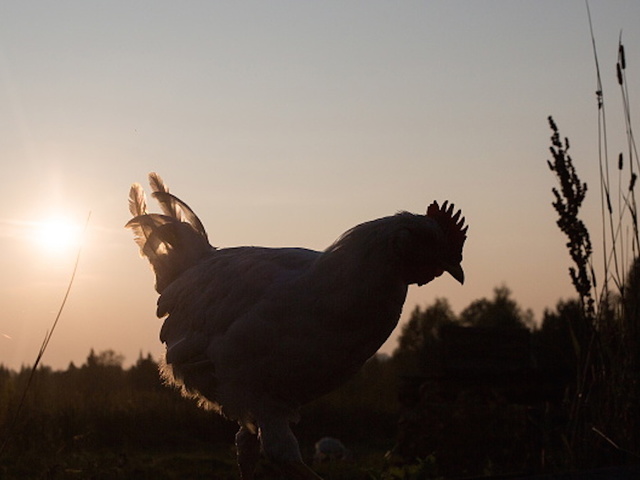 Pittsburgh man faces penalty if he can't catch noisy rooster