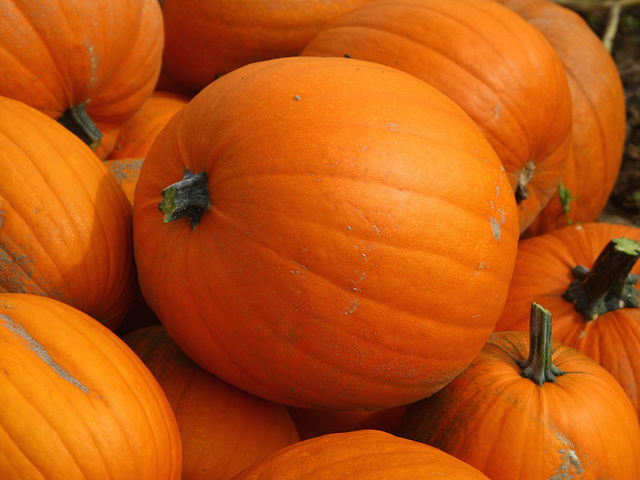 Thieves make three trips to steal 200 pumpkins from farm stand