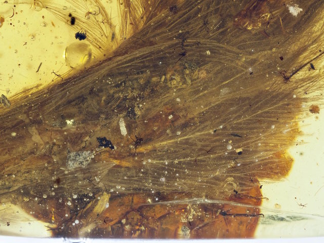 Scientists find 'once in a lifetime' dinosaur fossil