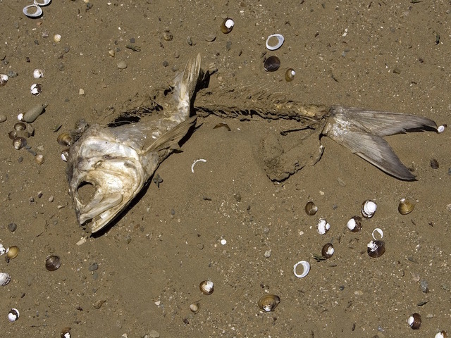 Up to 20K dead fish, other animals wash up on Nova Scotia coast