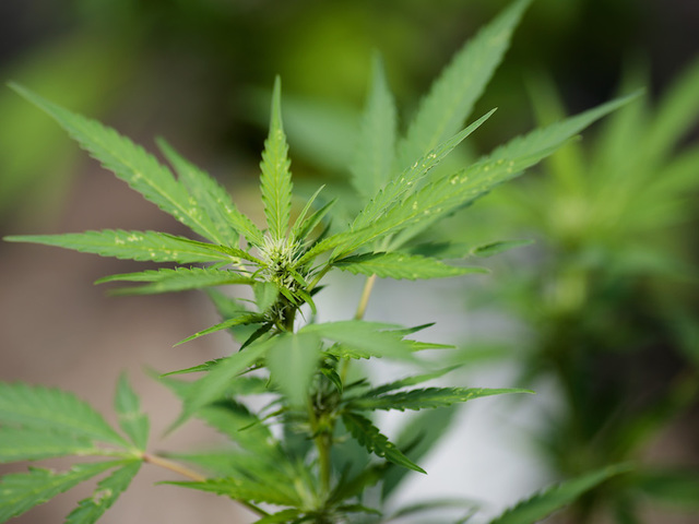 Regular marijuana users have more sex, study says