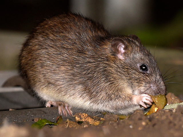New York man killed by disease spread by rats