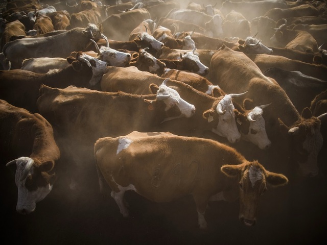 Thousands of cattle lost in Kansas wildfires