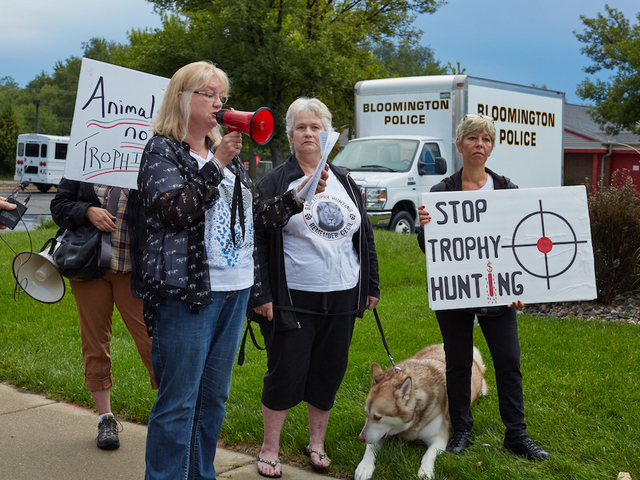 Two years after Cecil the lion's death, son Xanda killed by game hunter