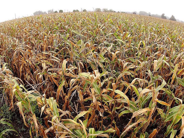Mother leaves behind toddler in corn maze