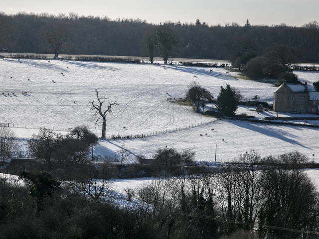 How cold is it? It's so cold that sharks are dying